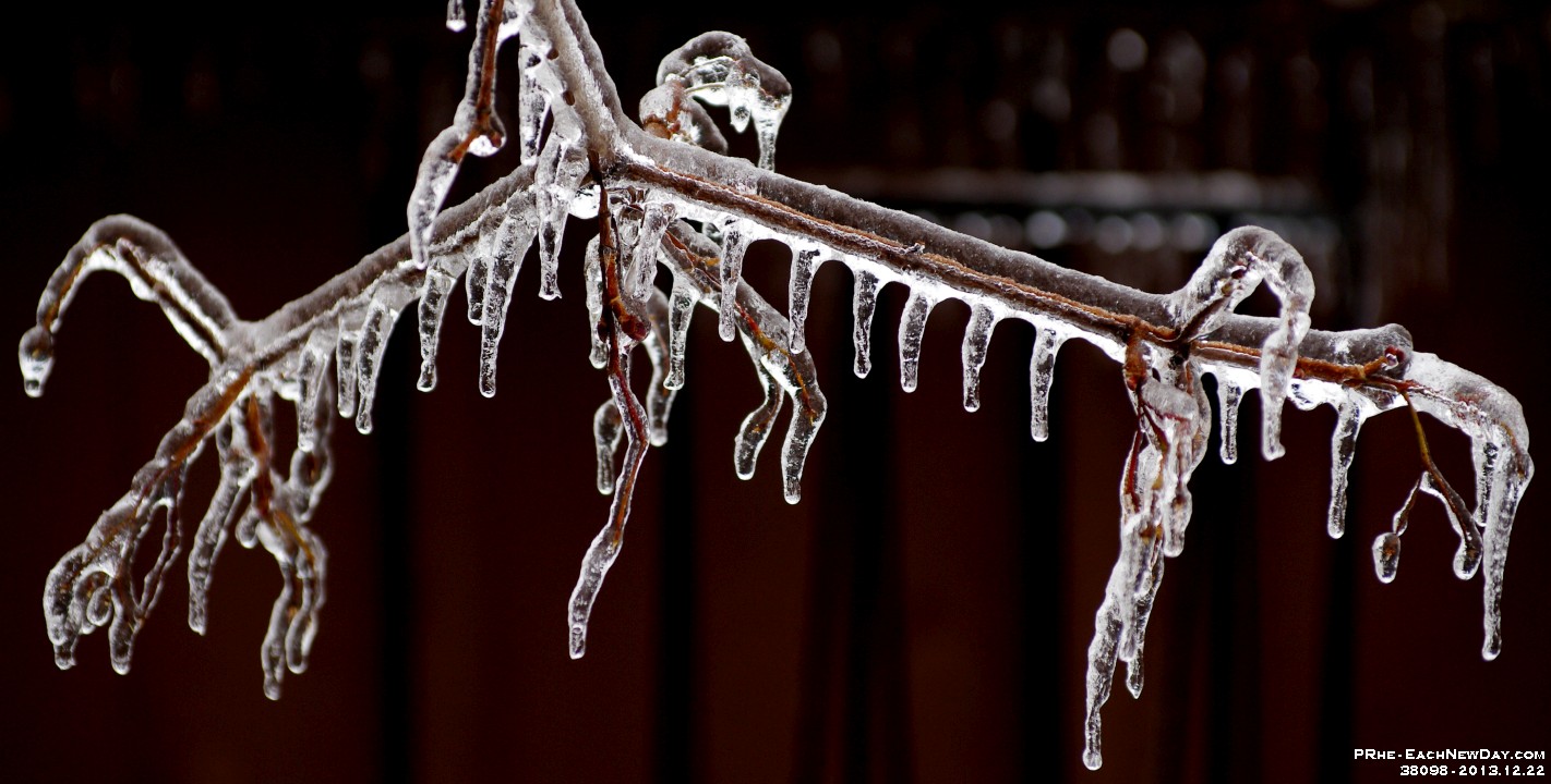 38098CrLe - Aftermath of the Ice Storm (Death of a Maple)